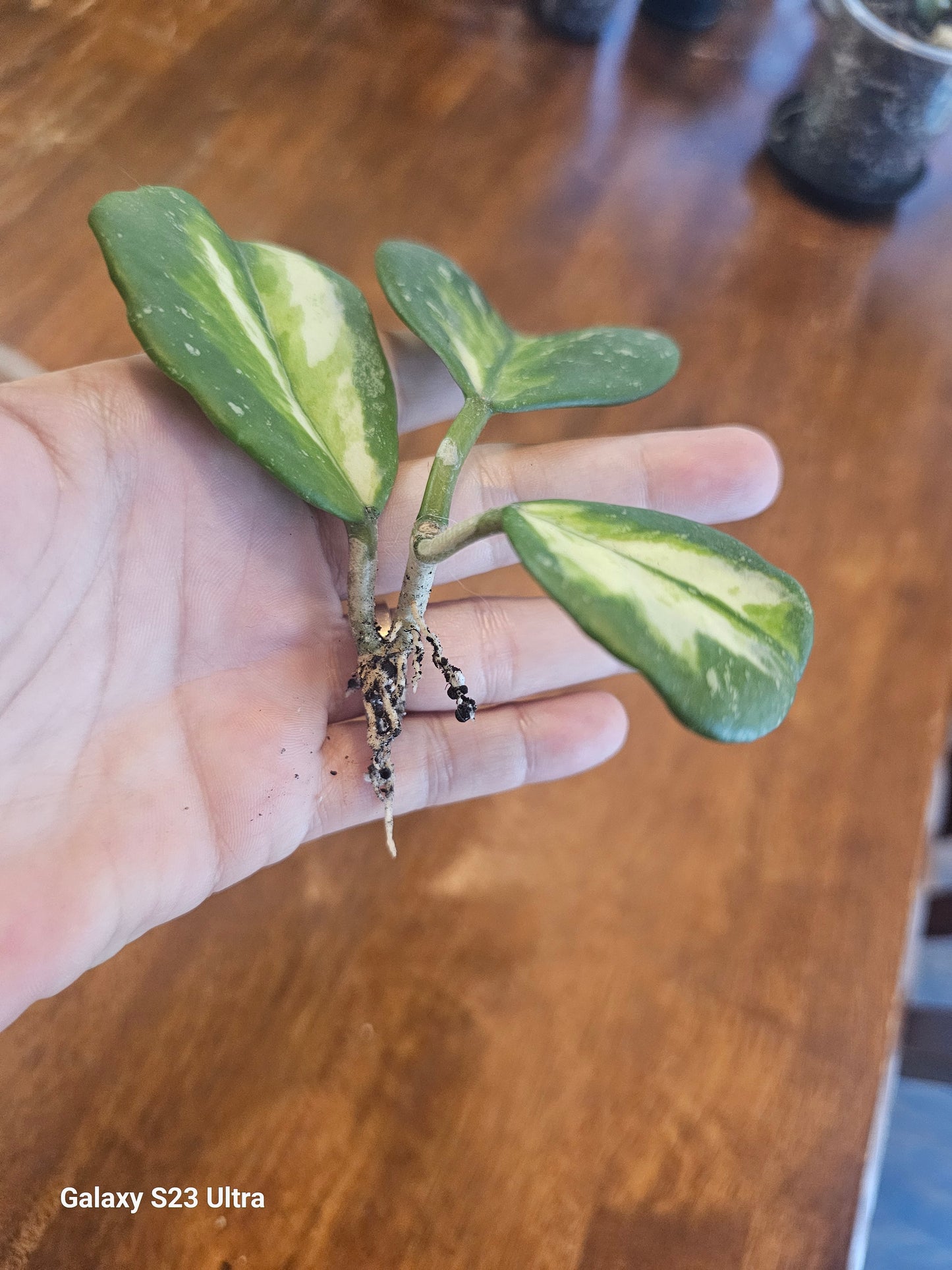 Hoya Obovata Variegated