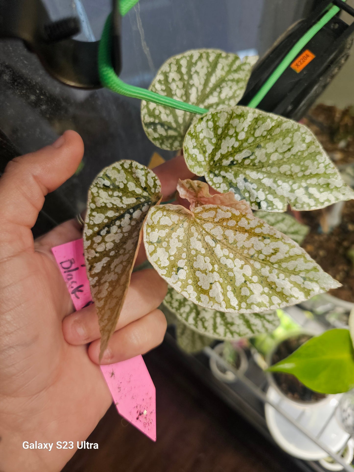 Begonia Snowcap Variegated "TOP CUT"