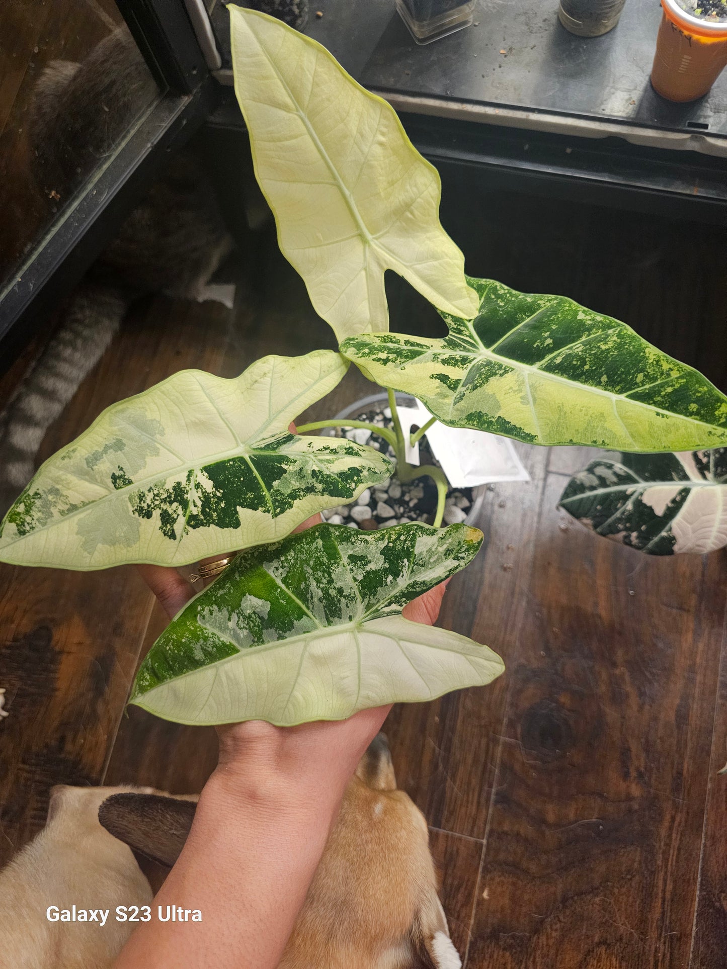 Alocasia Frydrek Albo