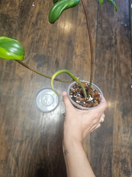 Philodendron Flordia Beauty