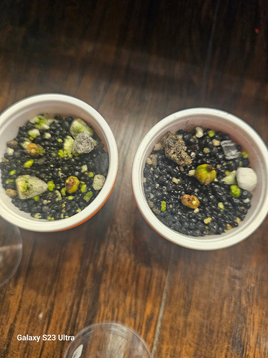 Alocasia Frydrek Corms 1 each