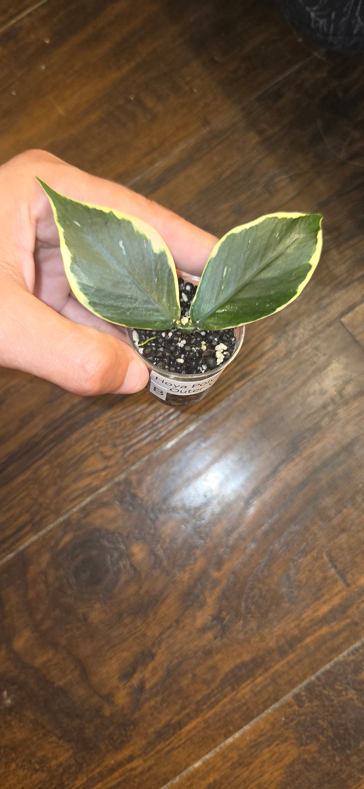 Hoya Polyneura Outer Variegated