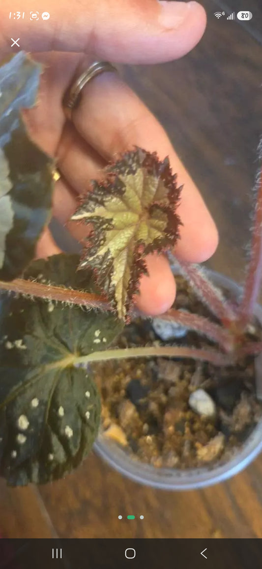 Begonia Starry Night
