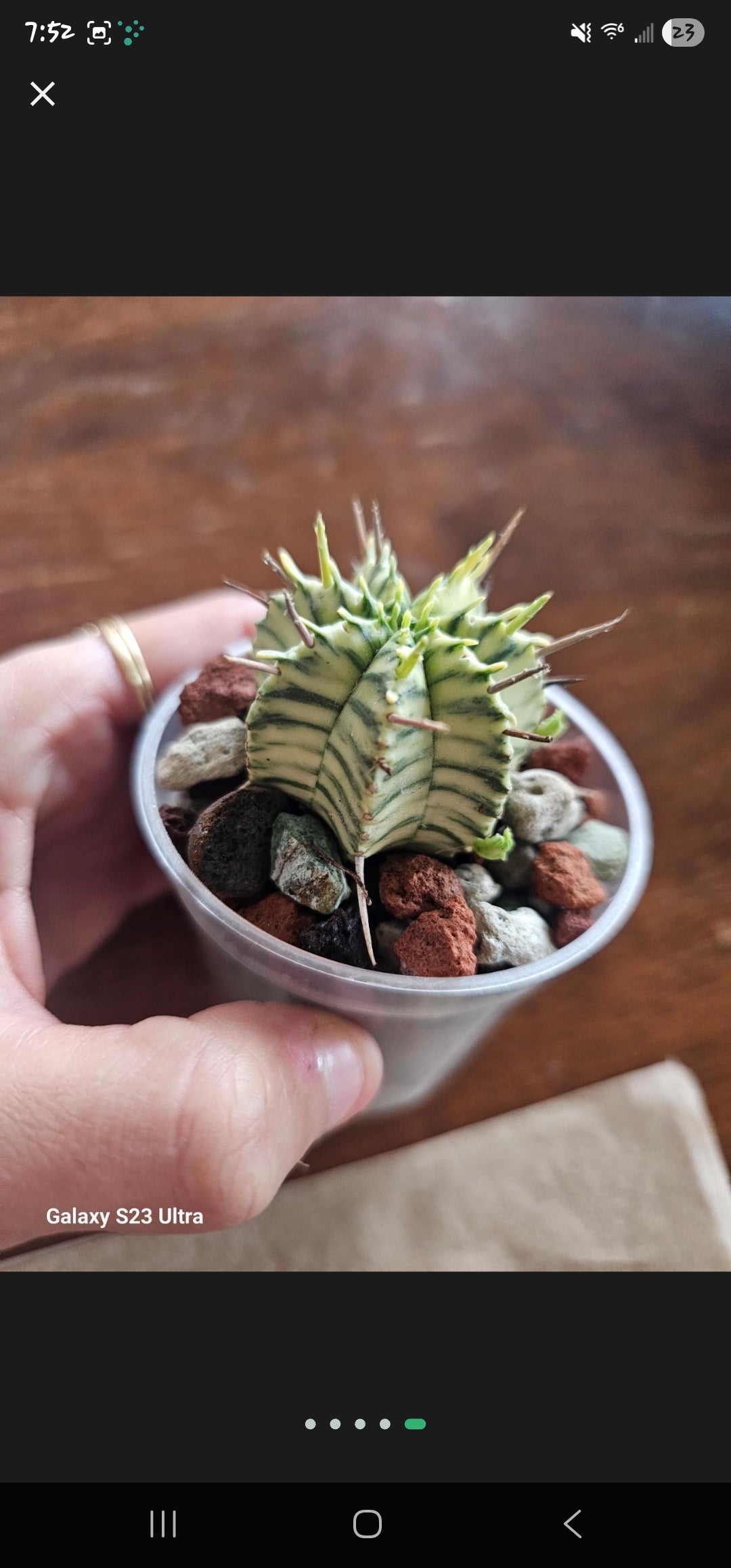 Euphorbia Mrloformis Variegated