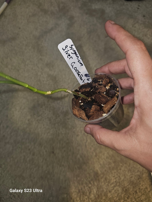 Syngonium Silver GooseFoot #6