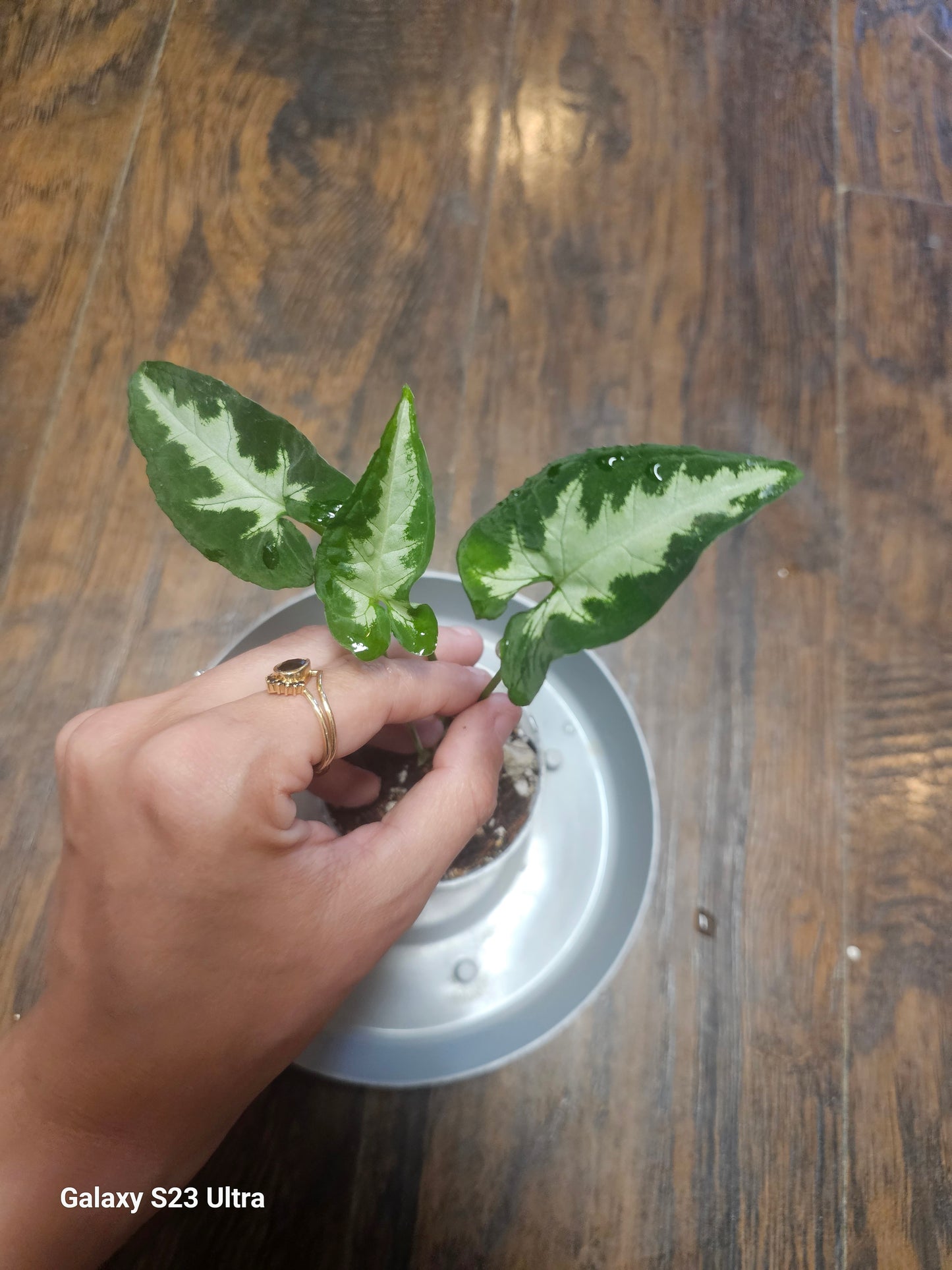 Syngonium Silver GooseFoot 2