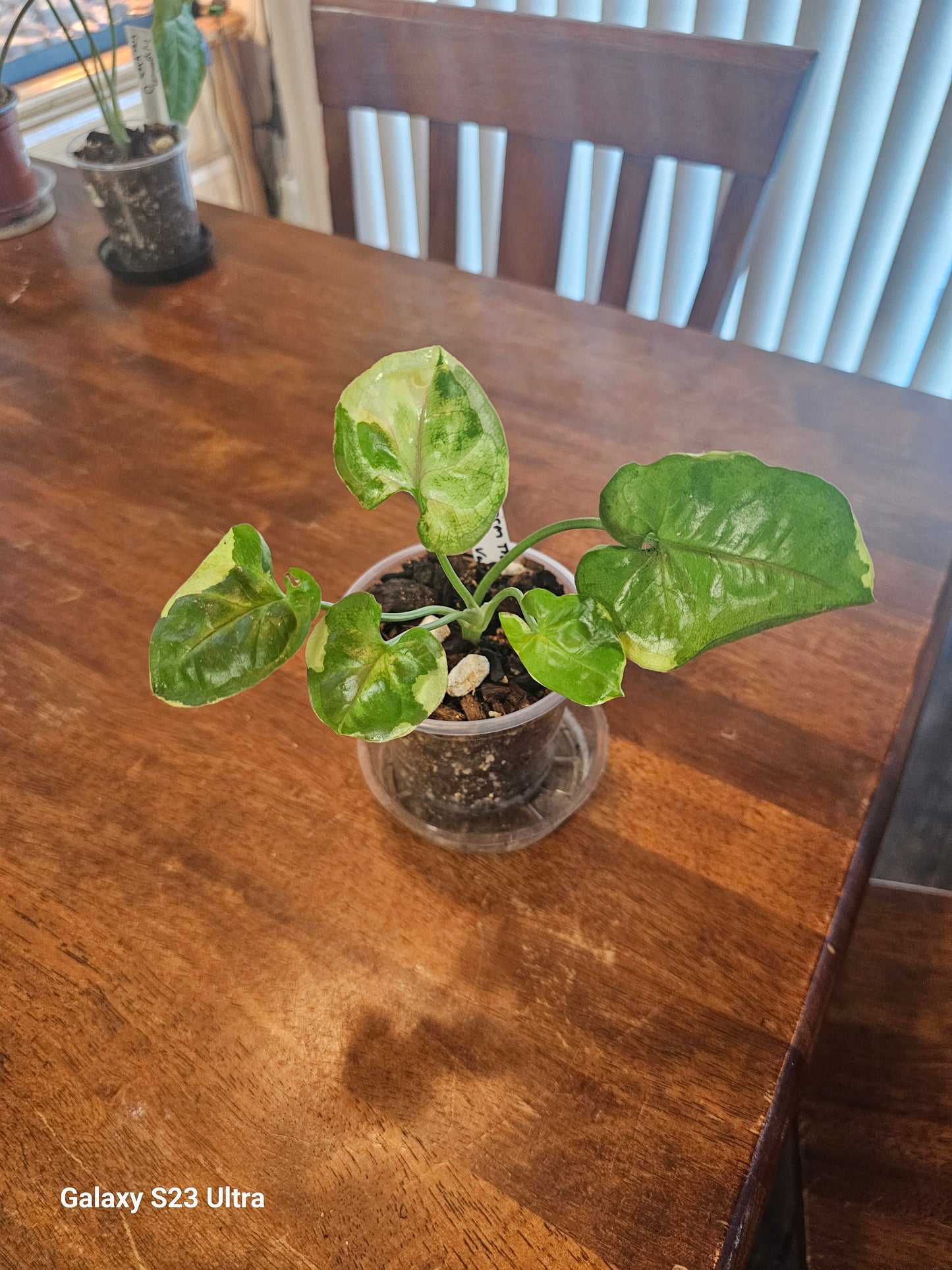 Syngonium Orm Thong Var