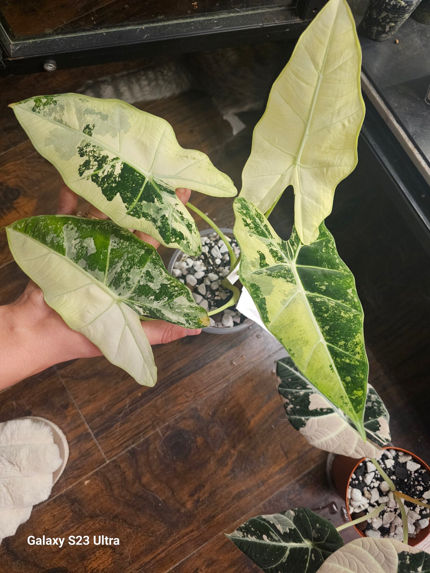 Alocasia Frydrek Corms 1 each