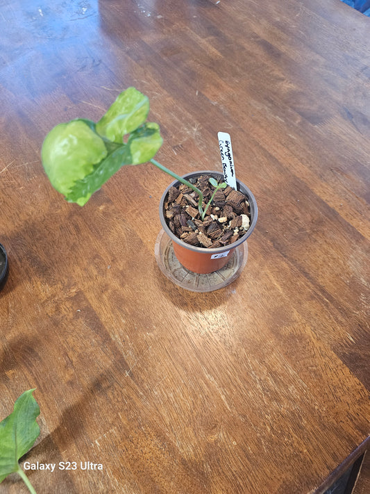 Syngonium Green Beauty