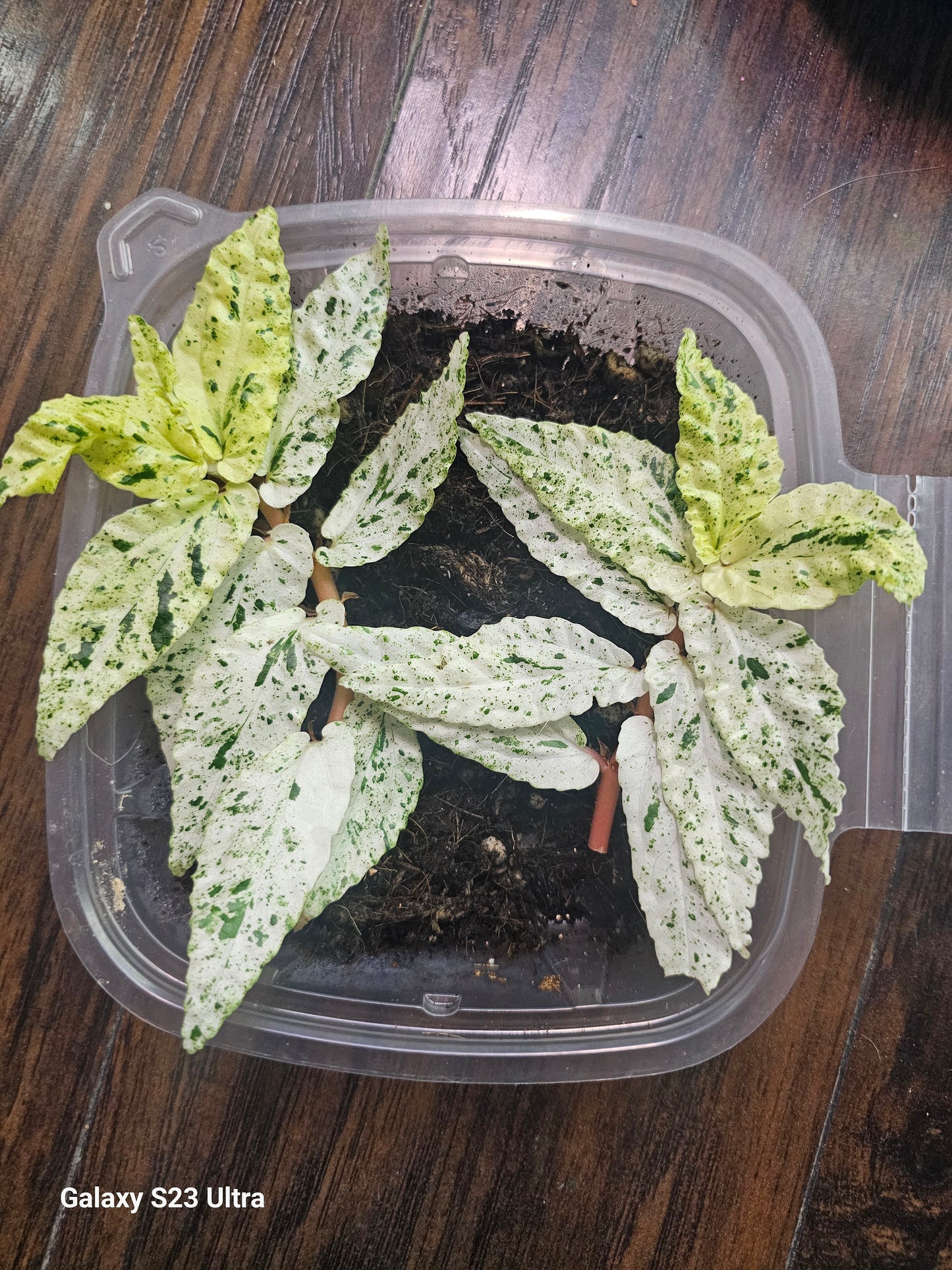 Begonia Pellonia Repens Peppermint