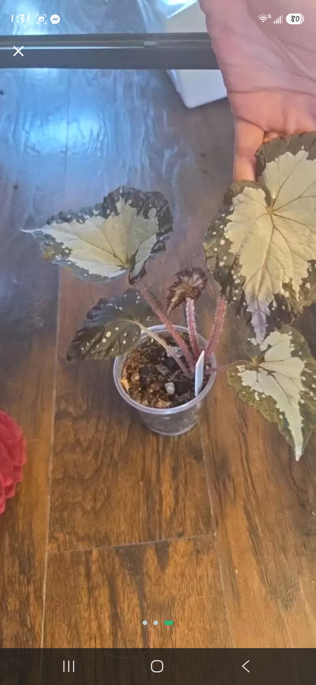 Begonia Starry Night