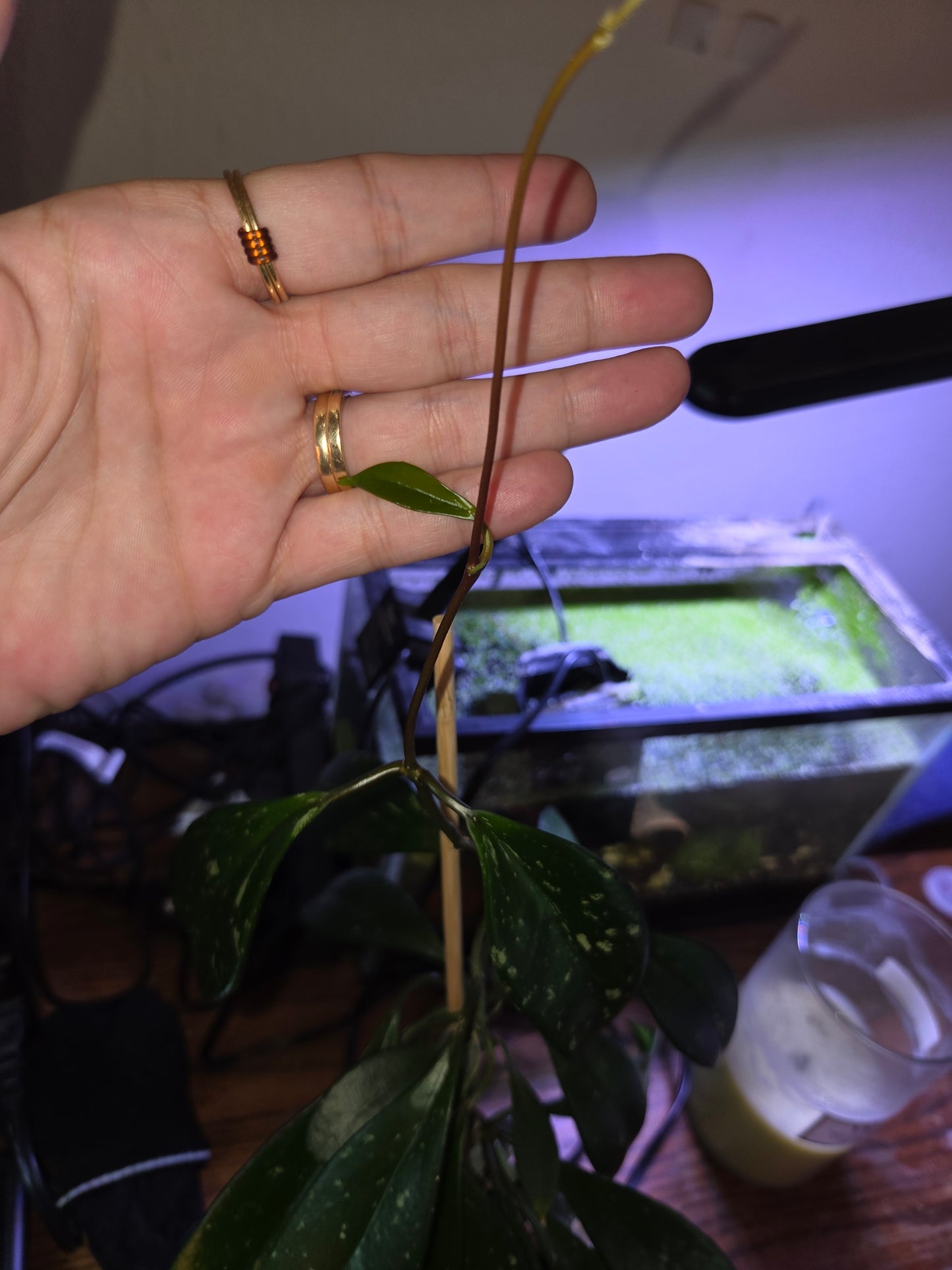Hoya Pubicalyx Splash