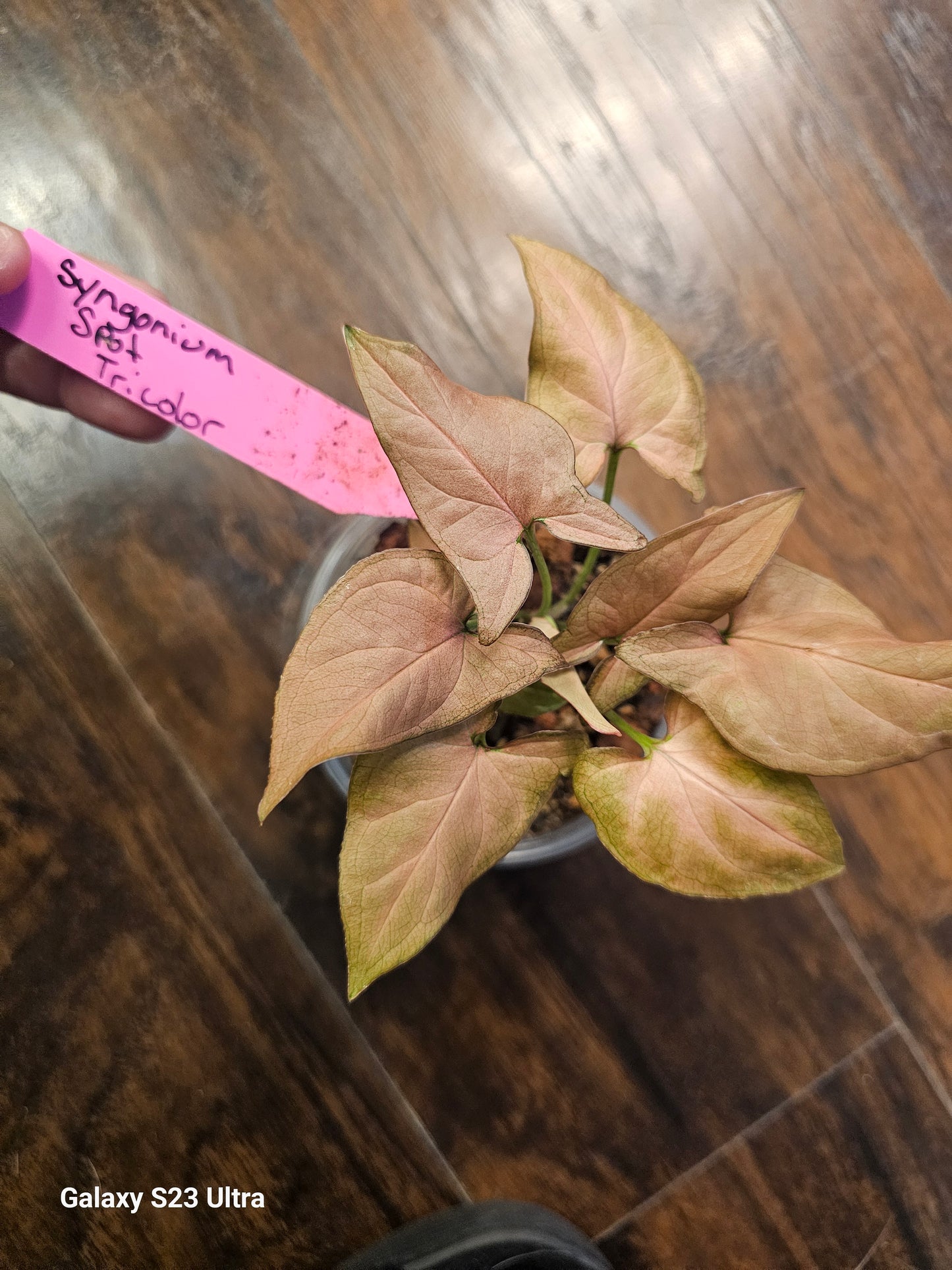 Syngonium Spot Tricolor
