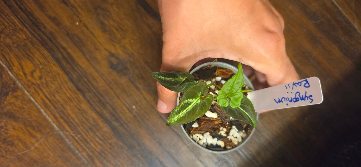 Syngonium Rayii