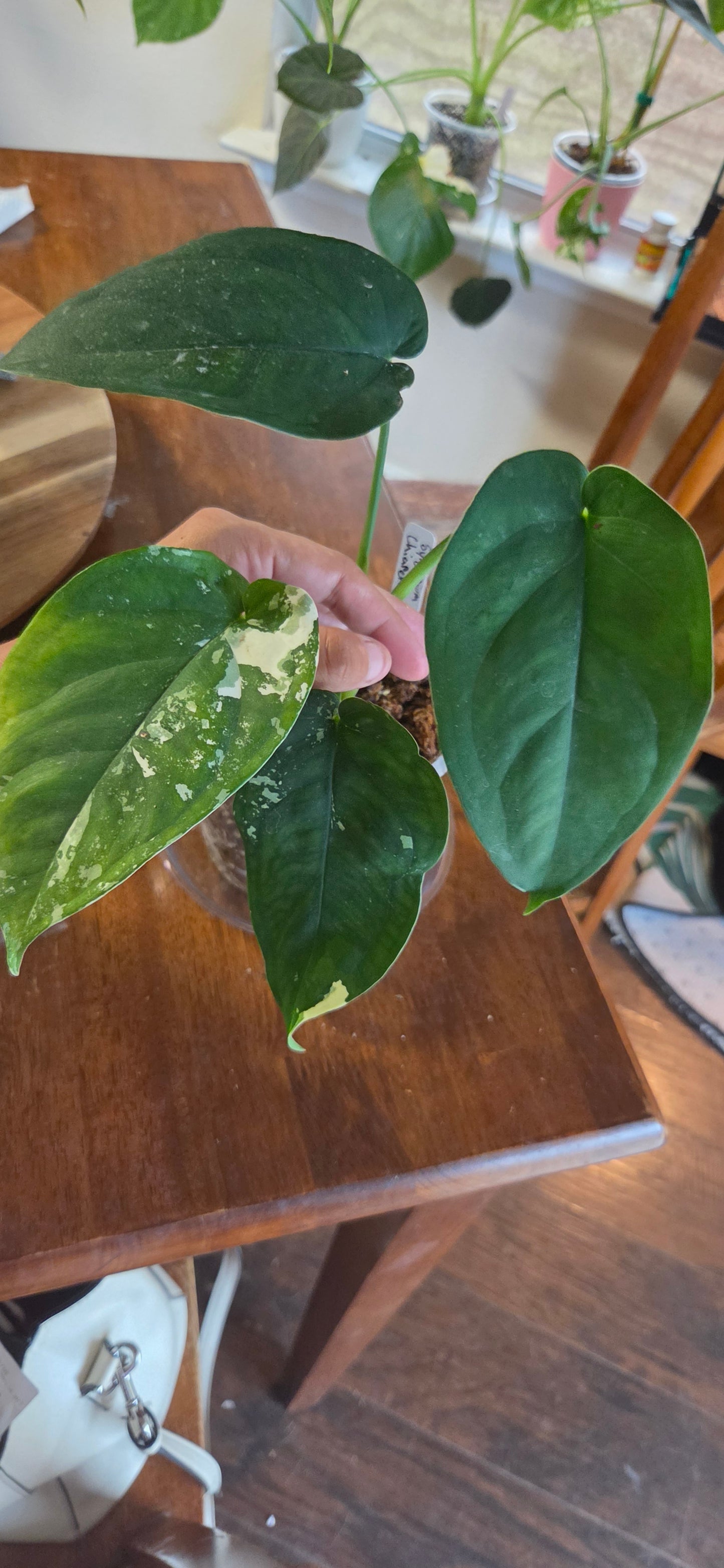 Syngonium Chiapense Variegated