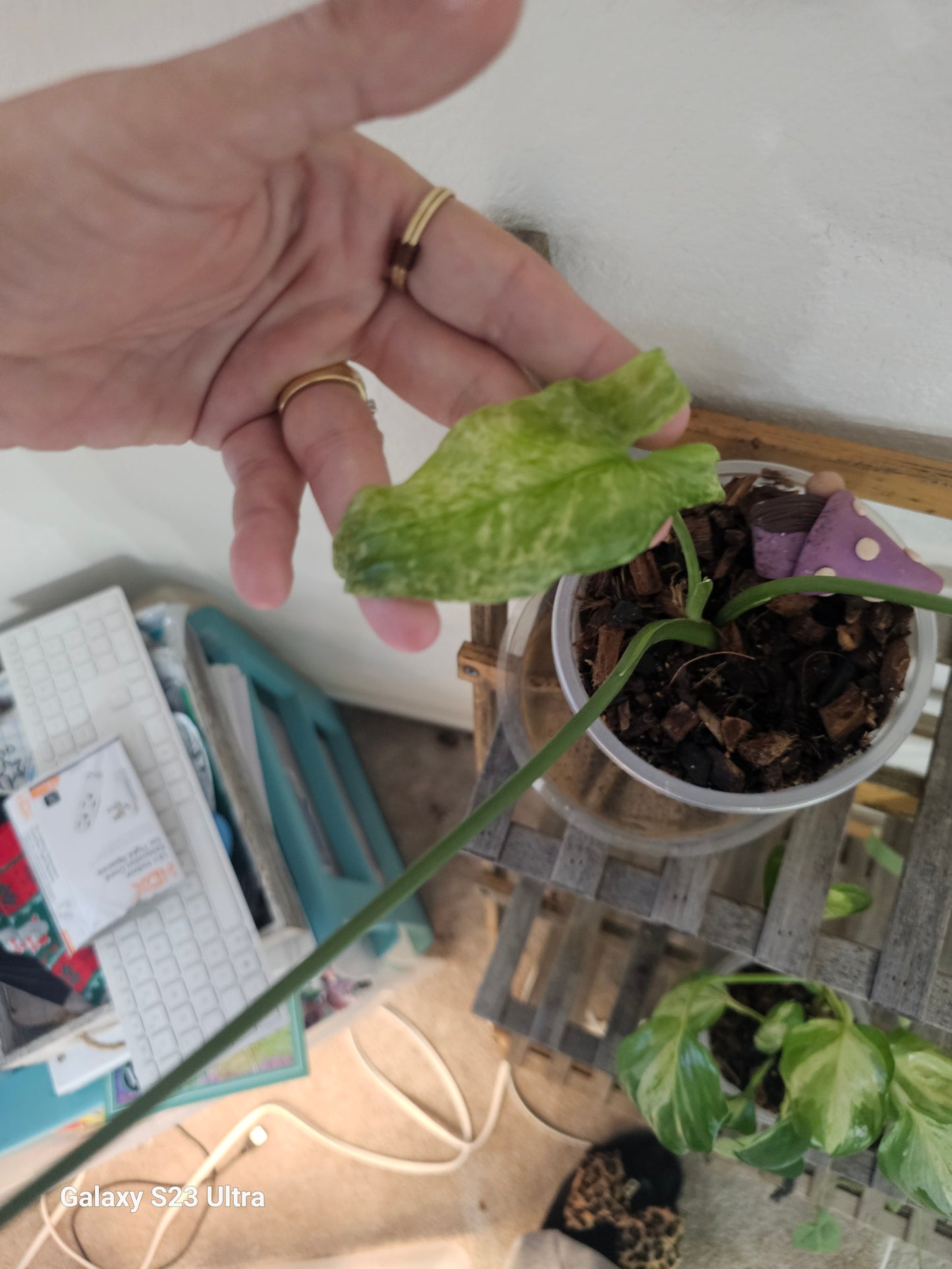 Syngonium Mojito
