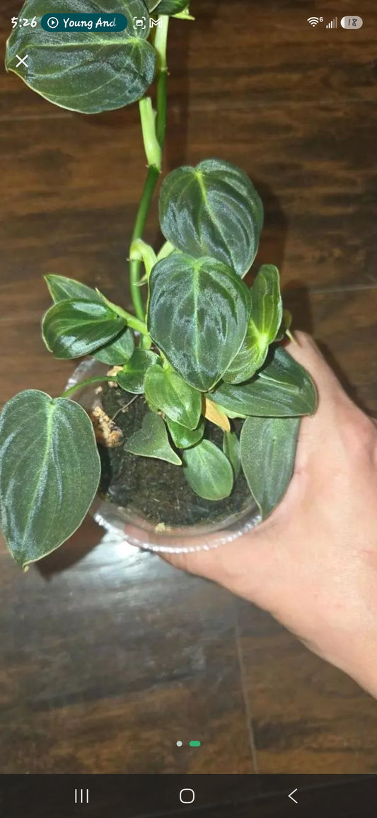 Philodendron Camposportoanum