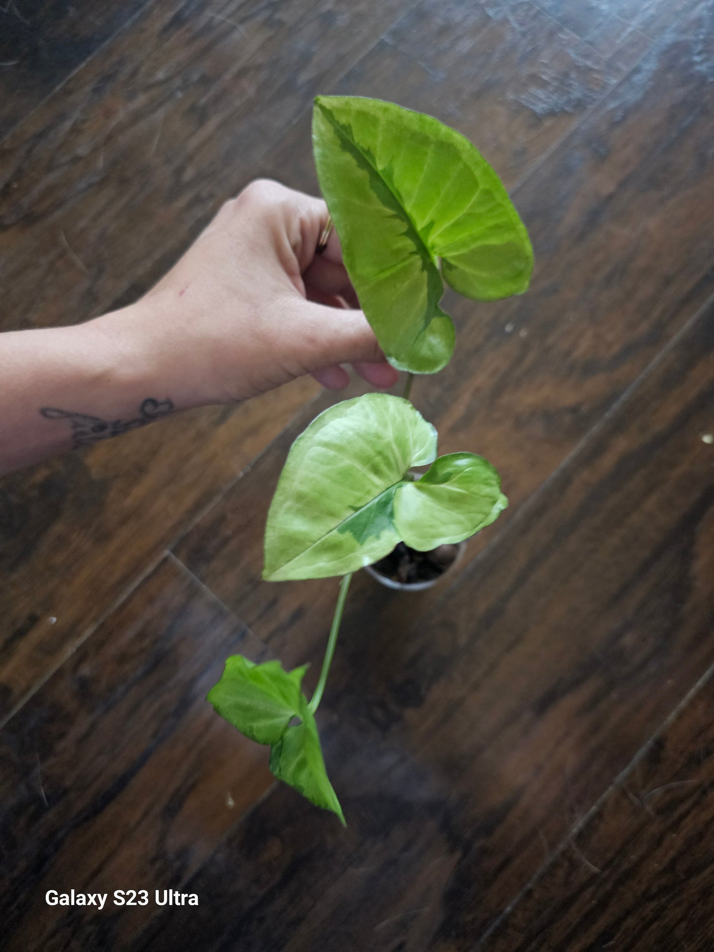 Syngonium Green Beauty