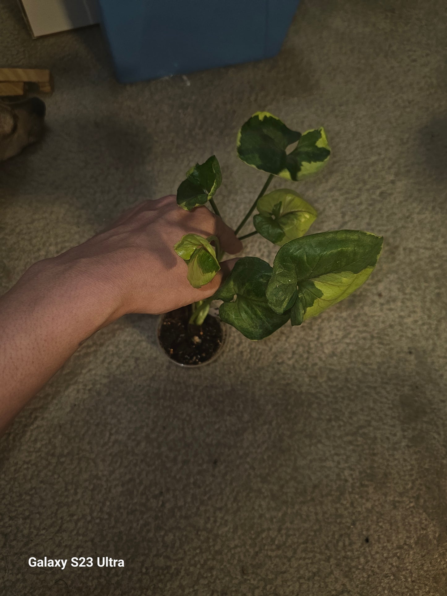 Syngonium Orm Thong Var