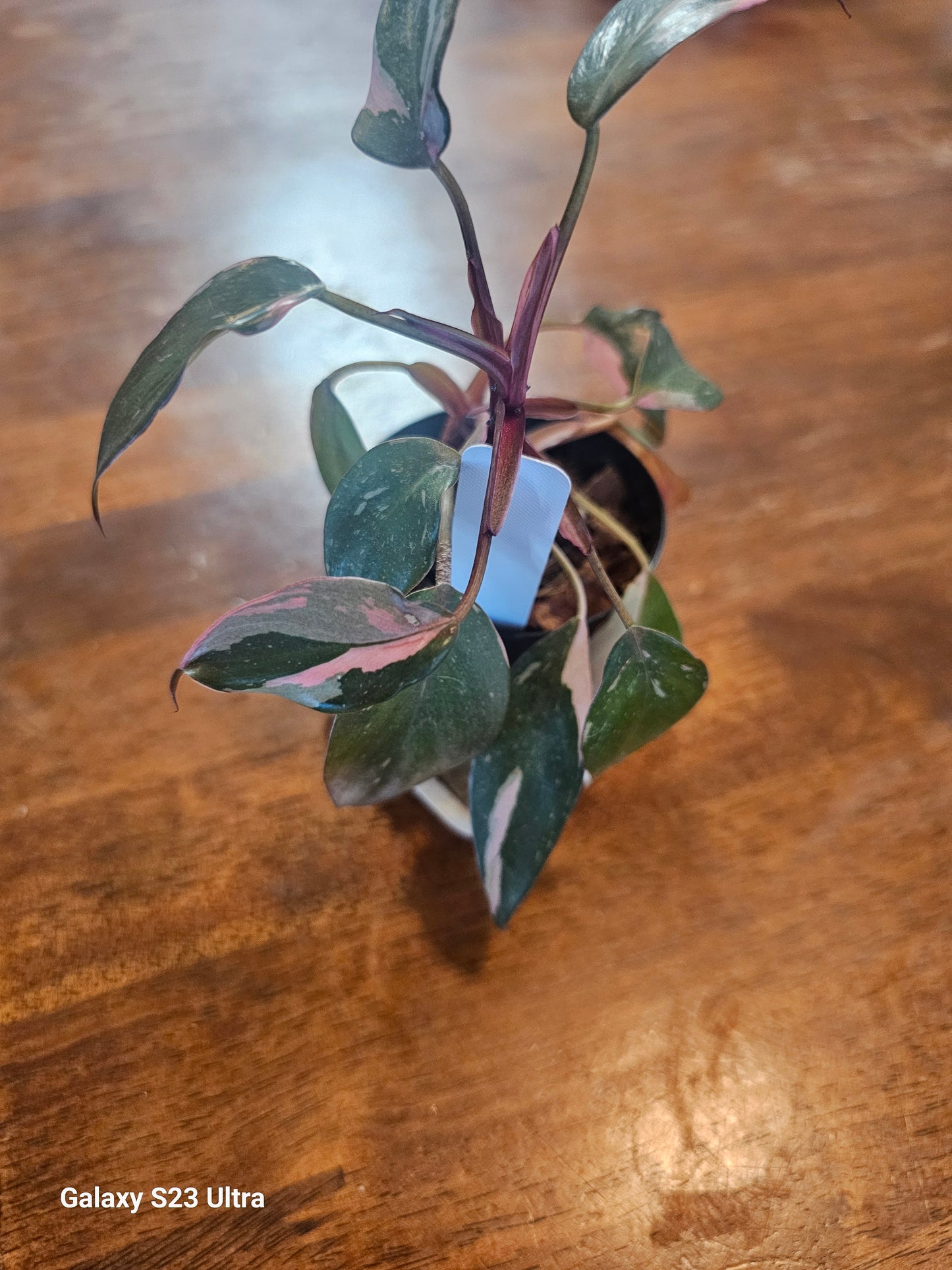 Philodendron Pink Princess