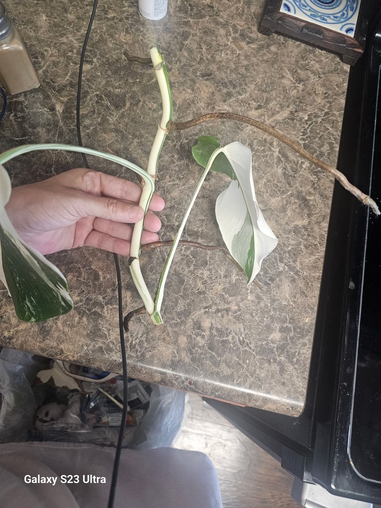 Monstera Albo Mid Cut
