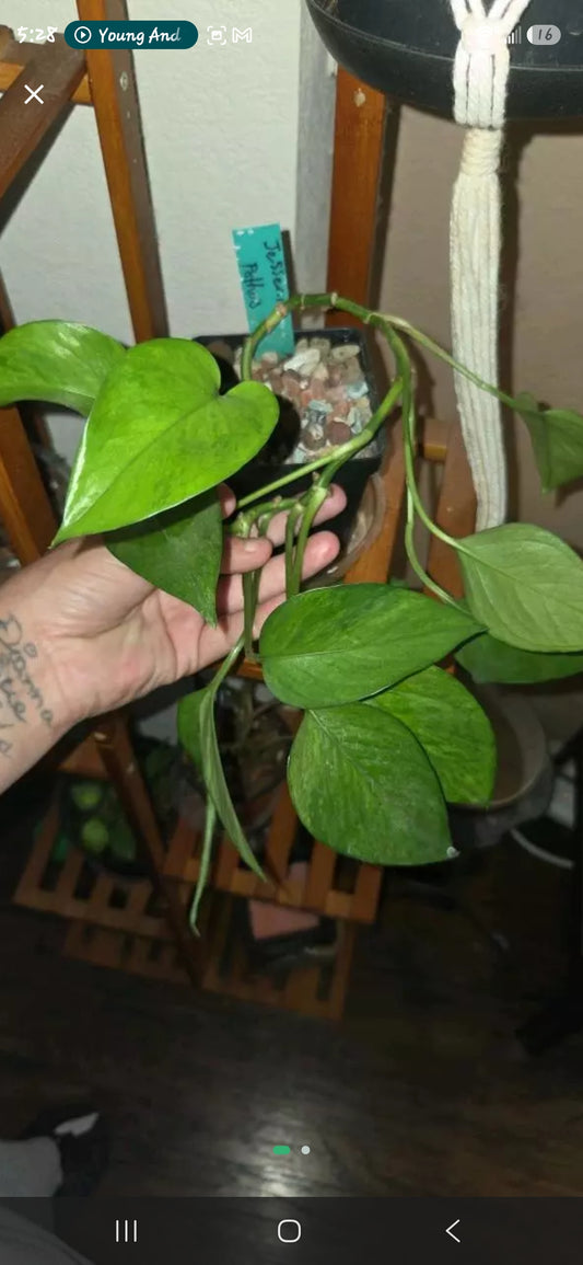 Pothos Jessenia