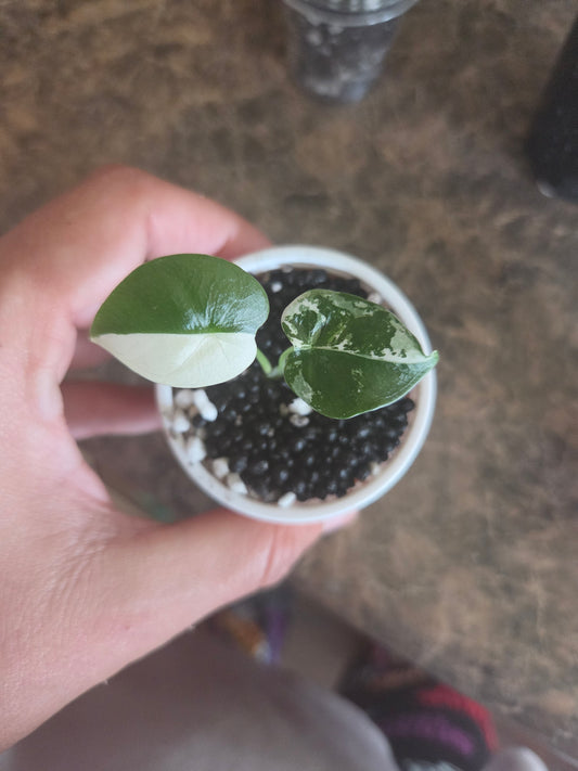 Alocasia Frydrek Albo