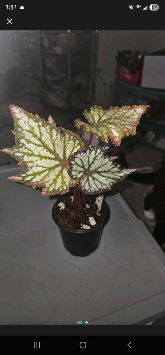 Begonia Harmony Summer Storm
