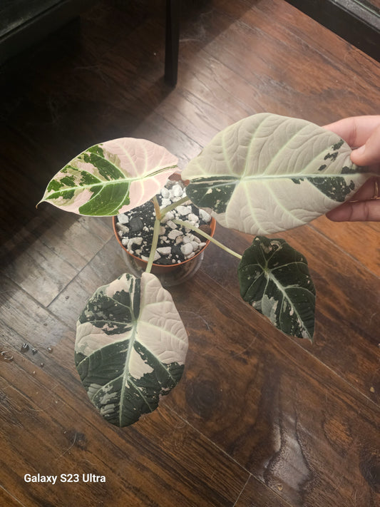 Alocasia Pink Black Velvet CORMS