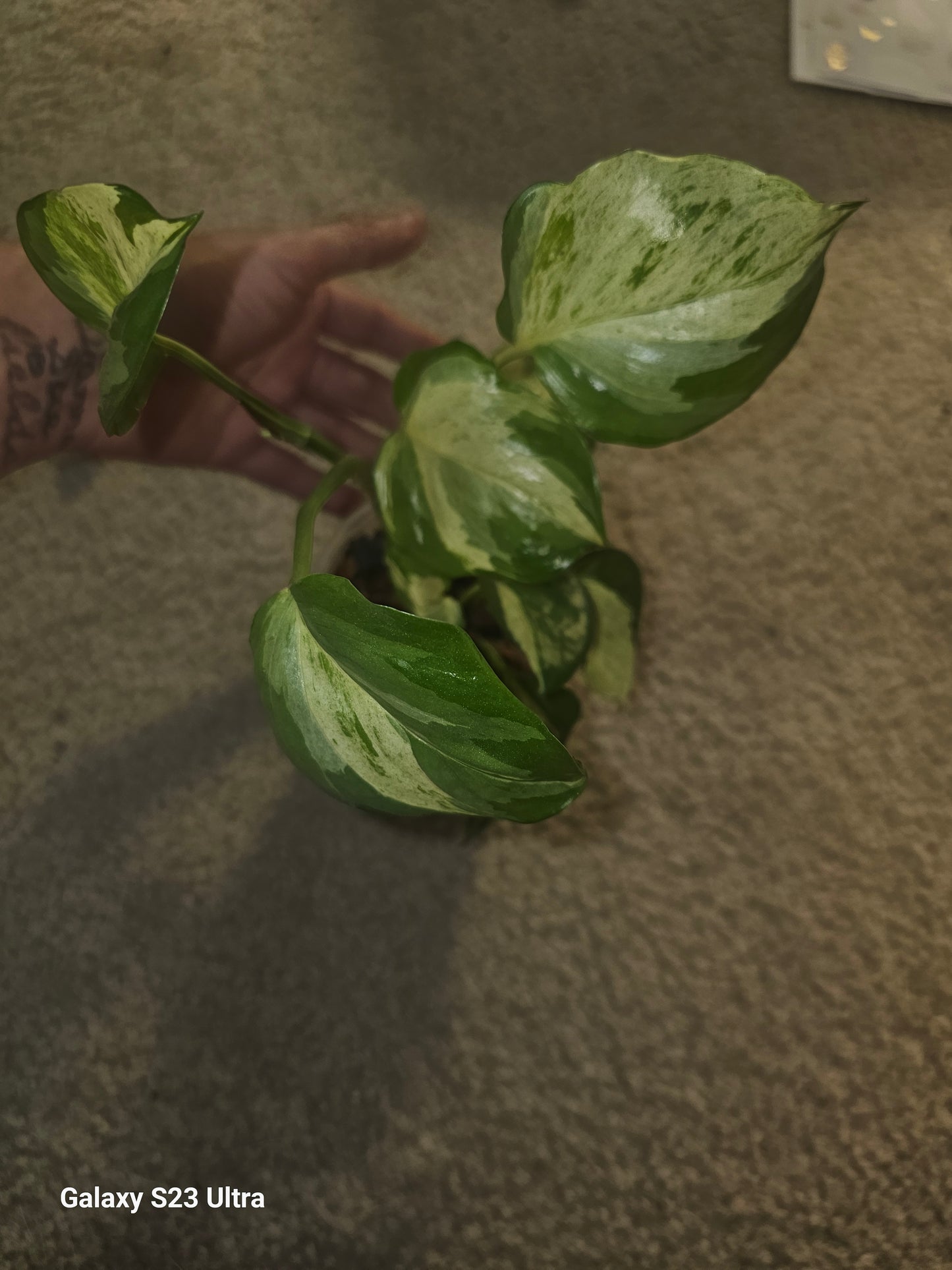 Manjula Pothos