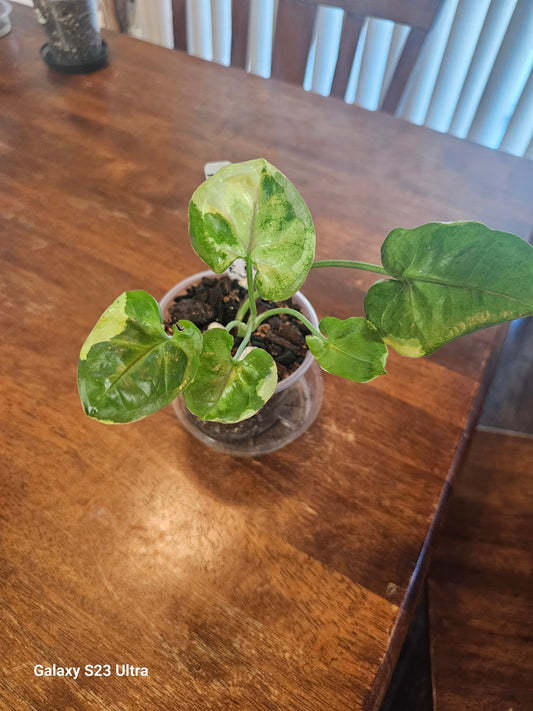 Syngonium Orm Thong Var