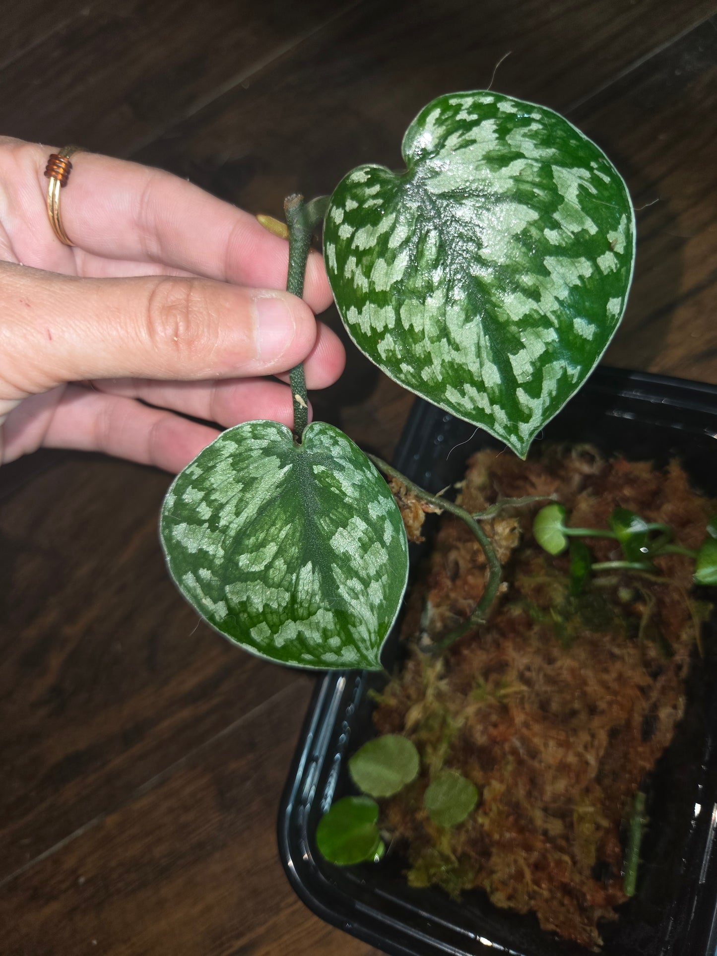 Scindapsus Silver