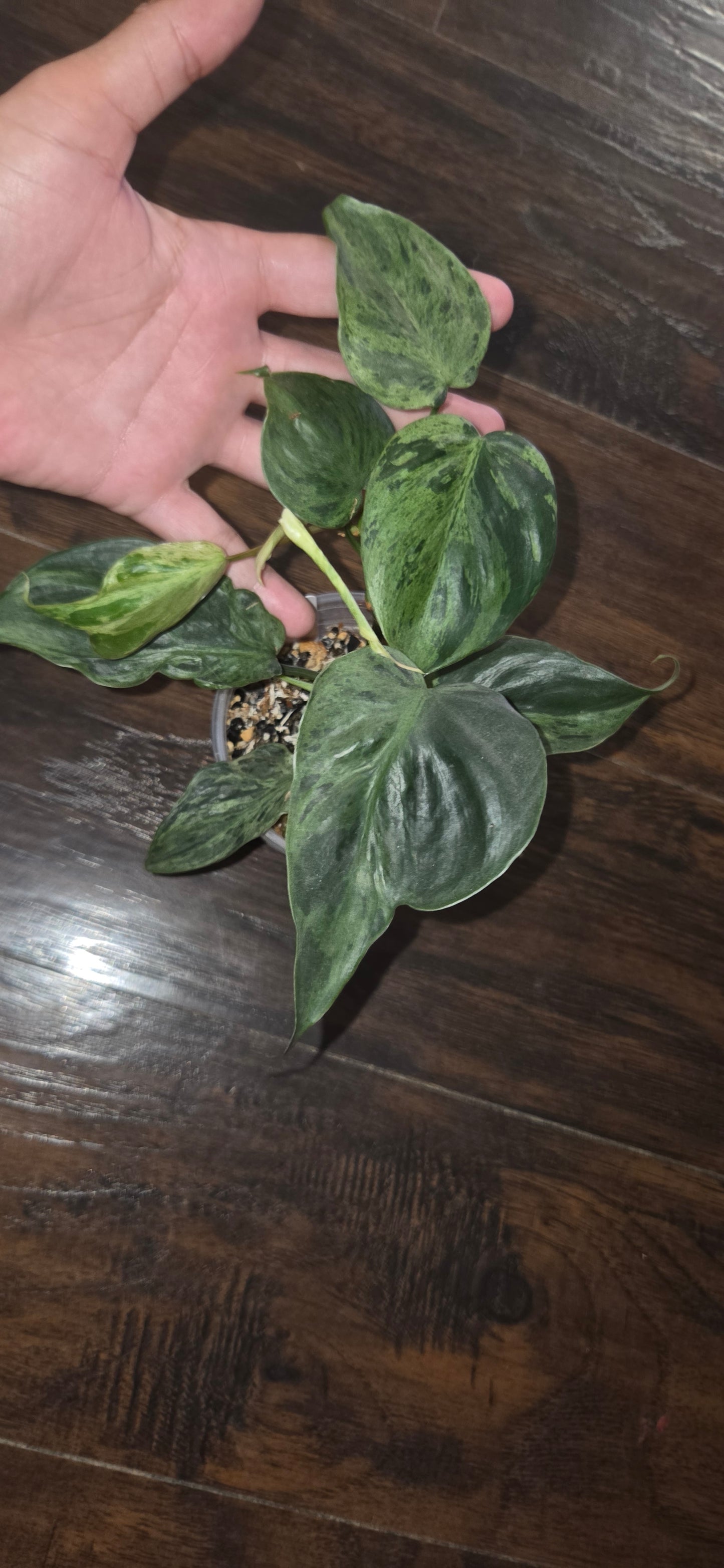 Philodendron Variegated Heartleaf