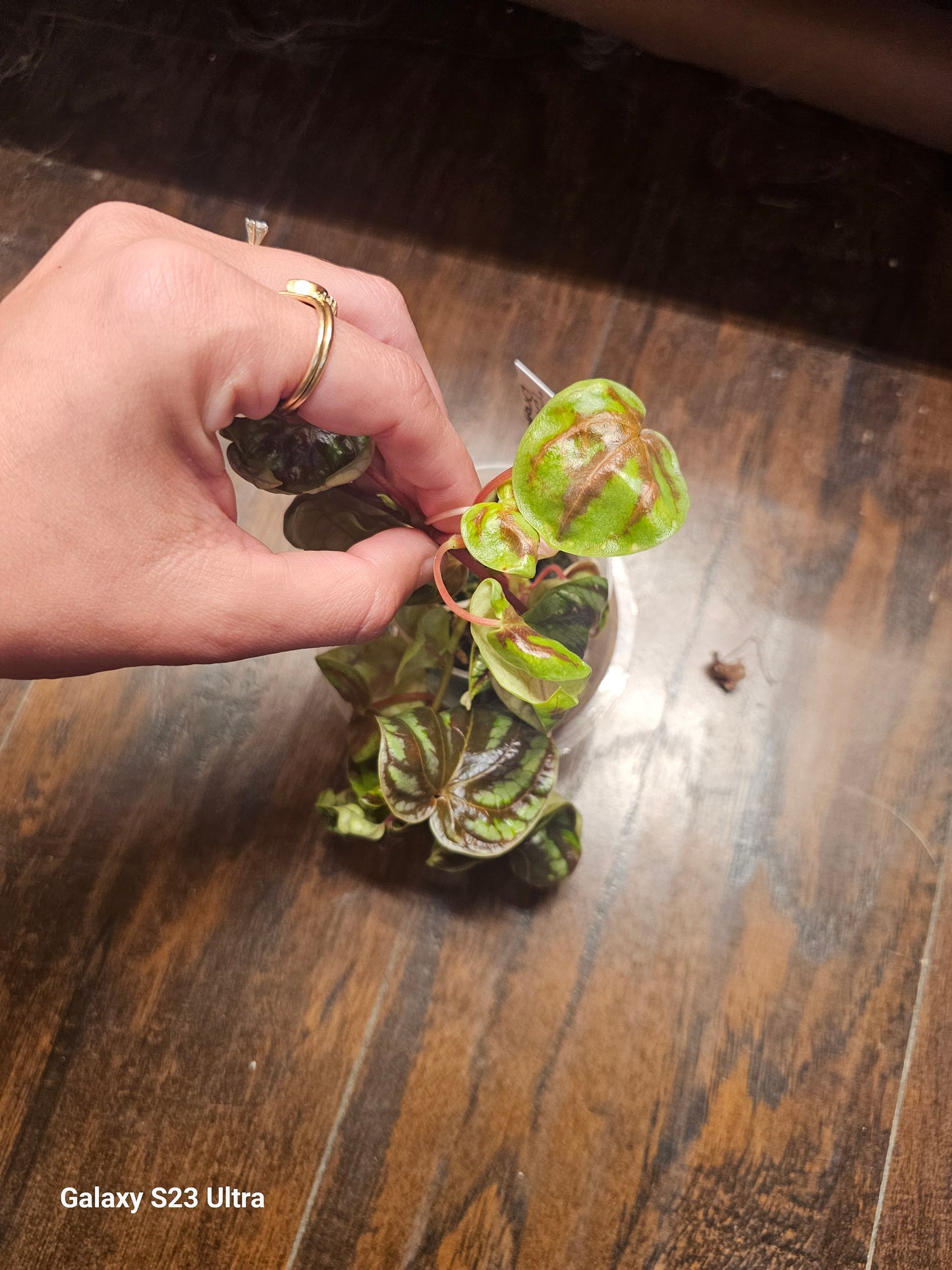 Peperomia Dragon Skin
