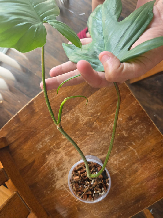 Philodendron Flordia Beauty