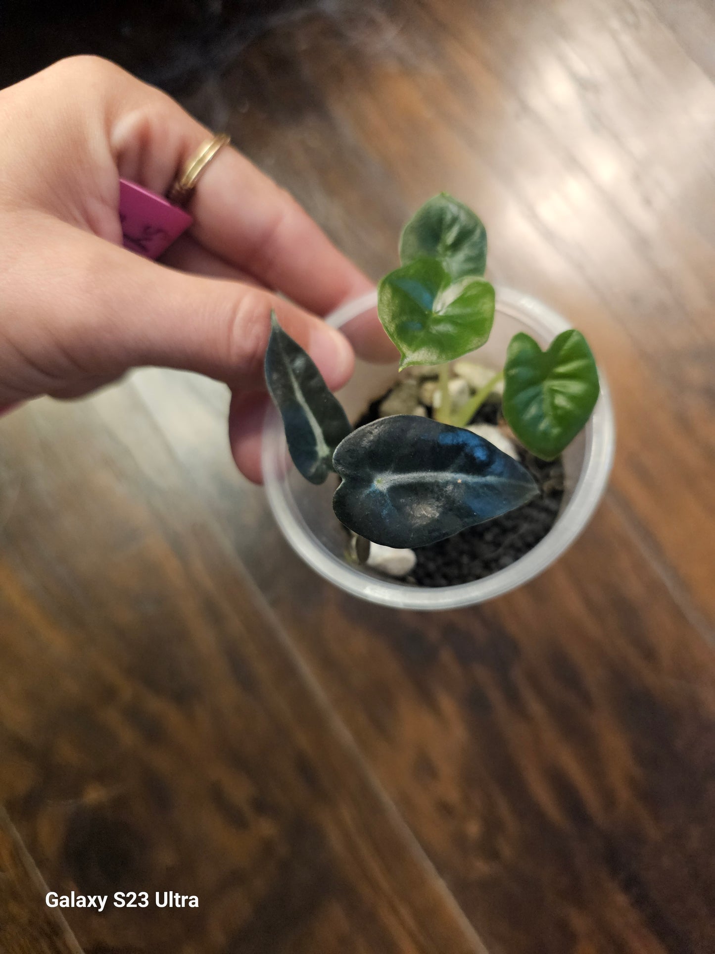Alocasia Corms or Small Babys, 5-7 pack