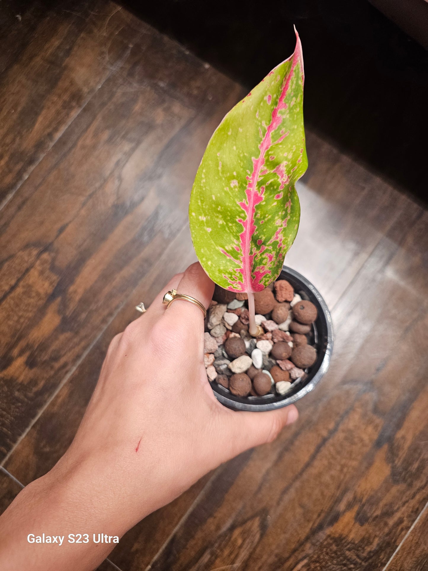 Aglaonema Red Stardust