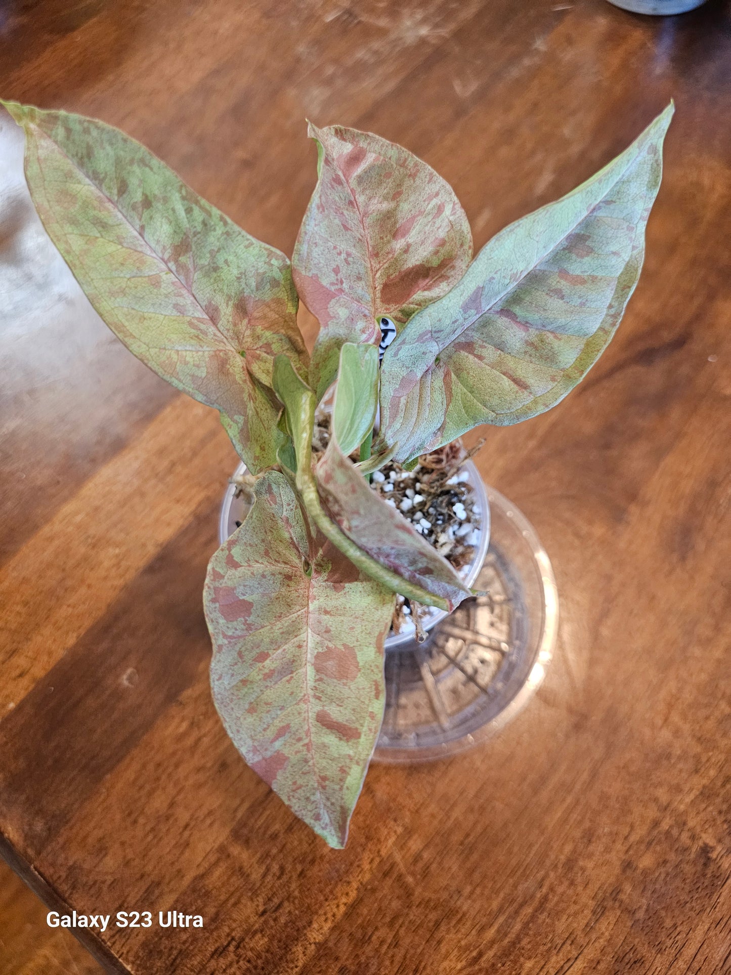 Syngonium Pink Nebula