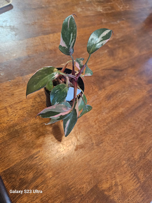 Philodendron Pink Princess