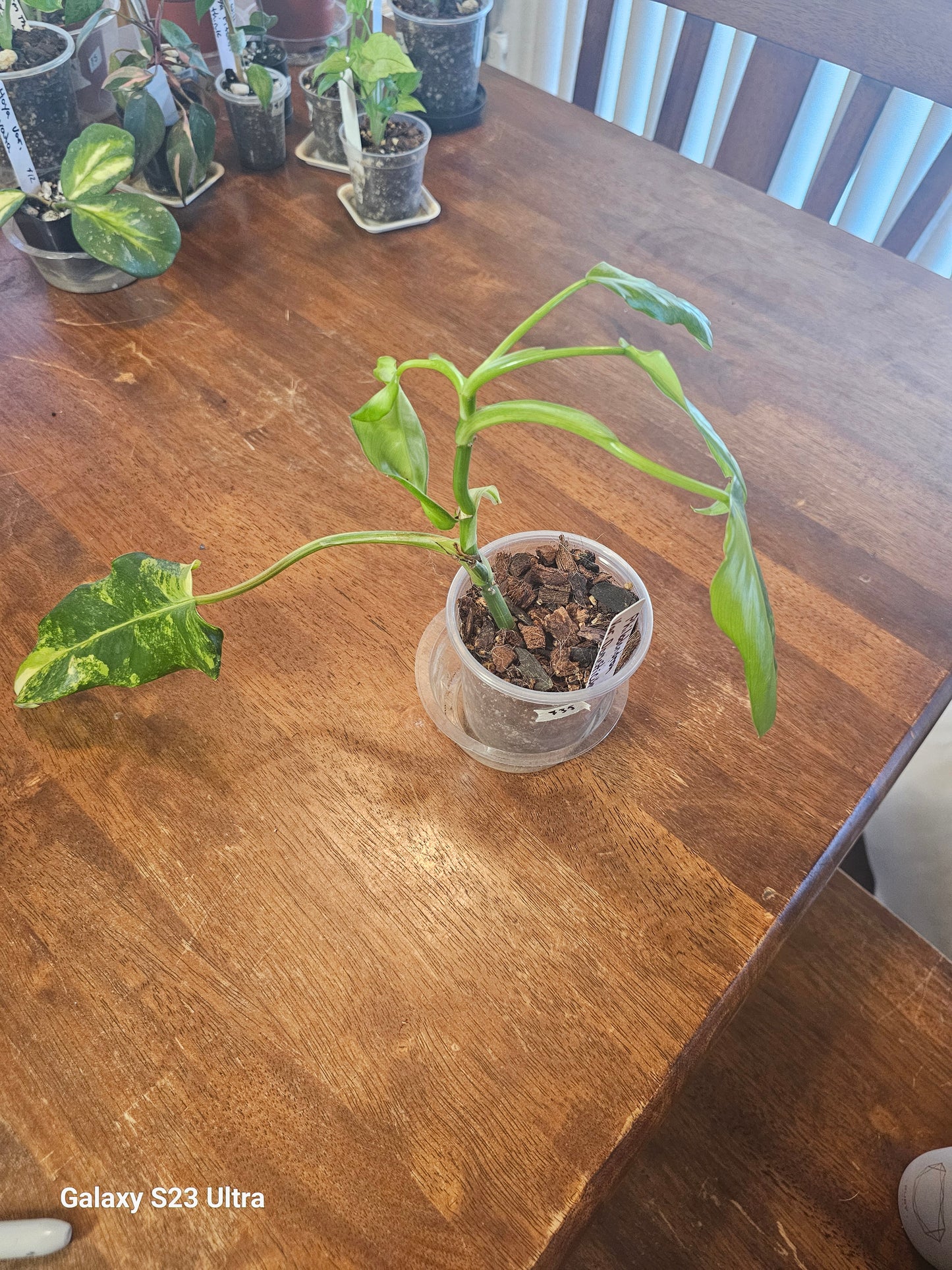 Philodendron Domesticum Variegated