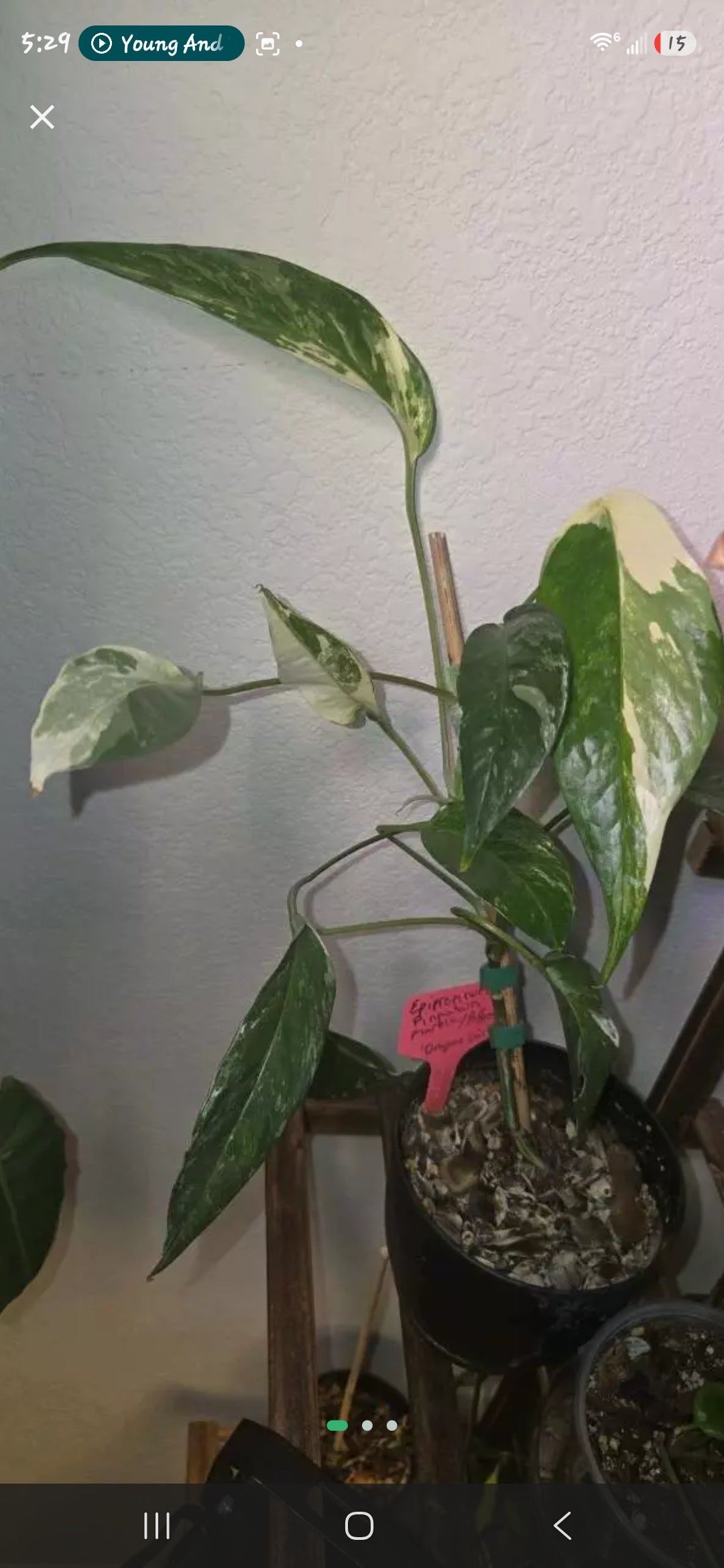 Epipremnum Pinnatum Marble / Pothos