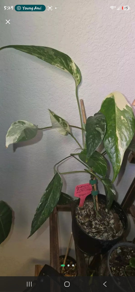 Epipremnum Pinnatum Marble / Pothos