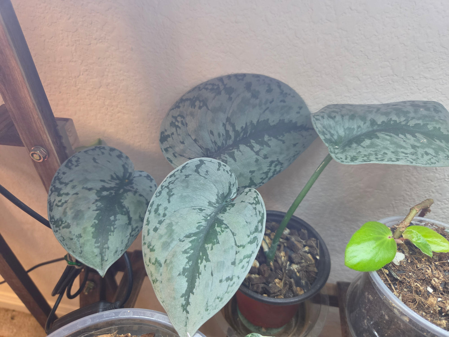 Scindapsus