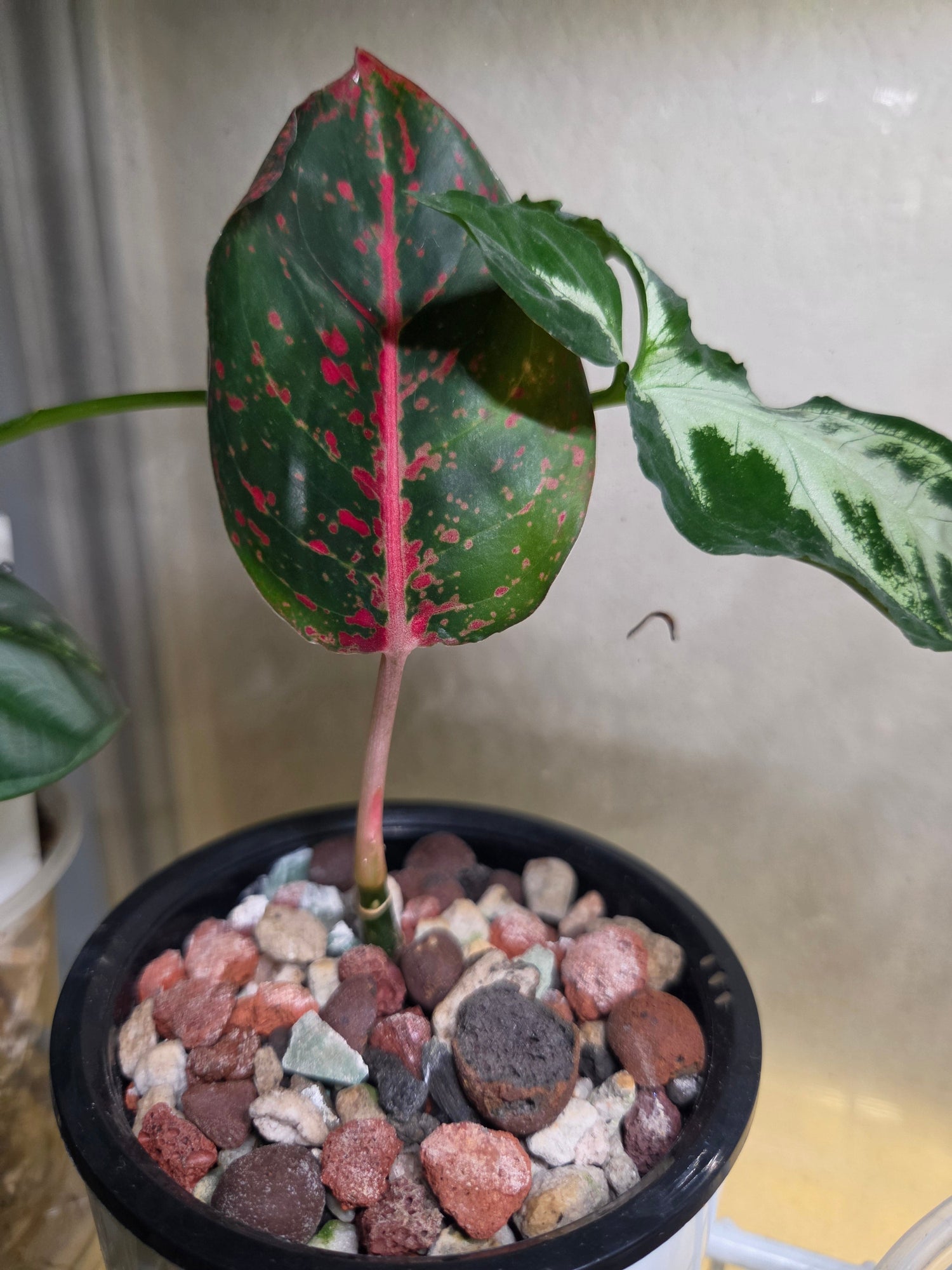 Aglaonema's