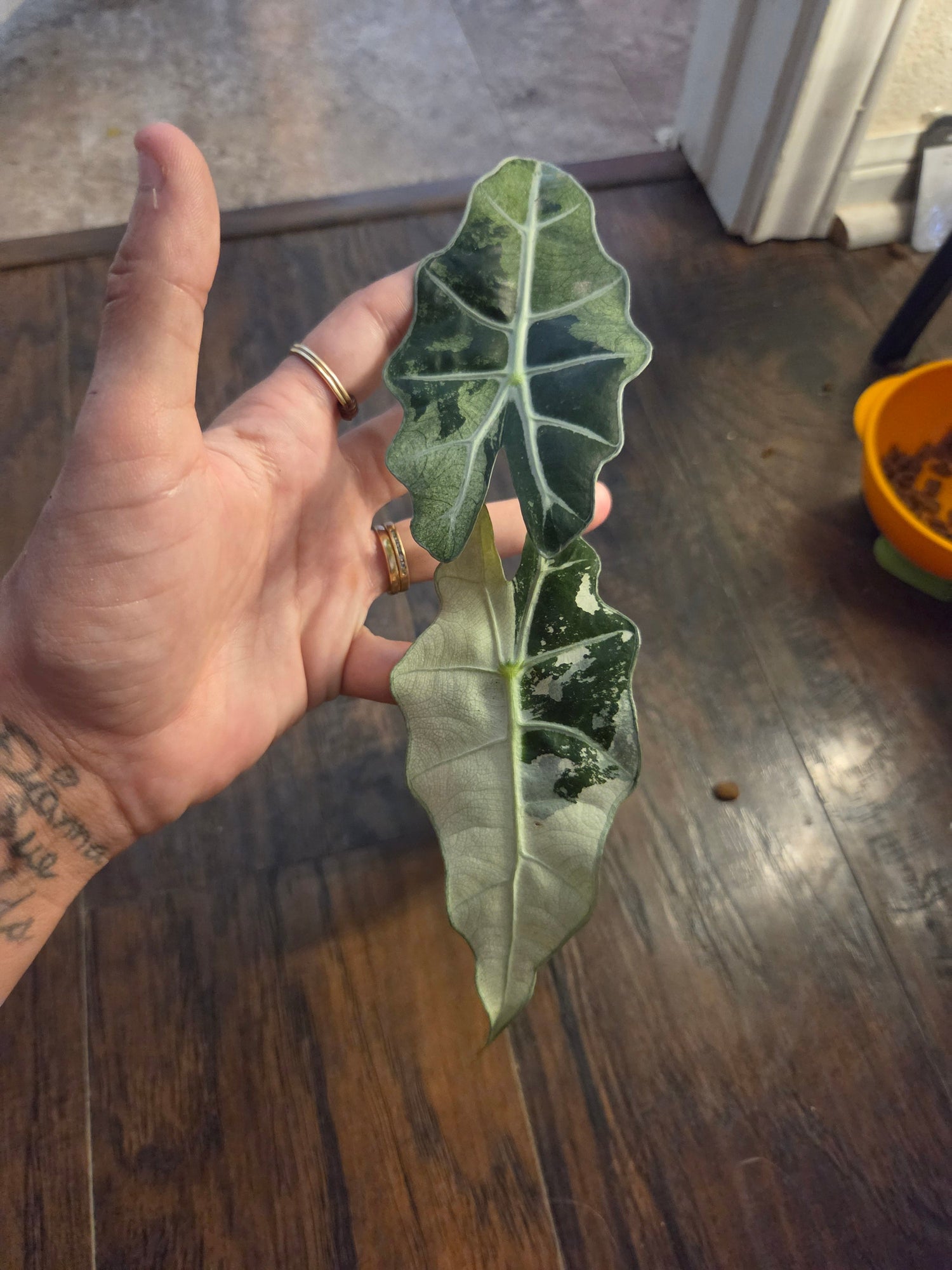 Alocasia