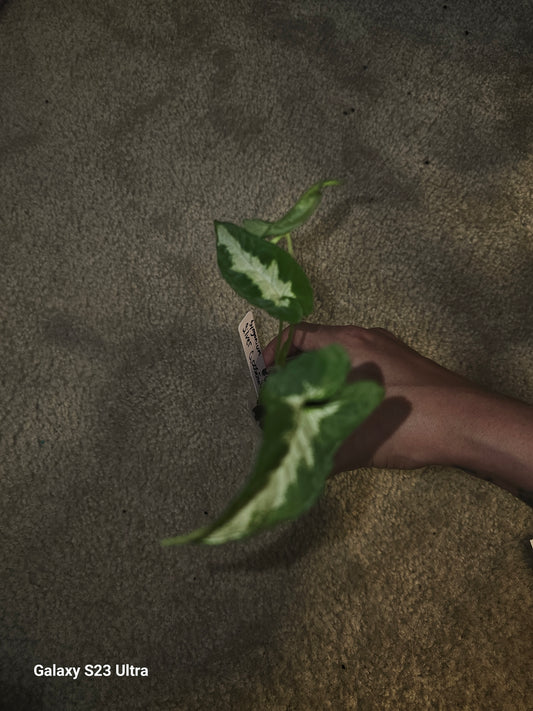 Syngonium Silver GooseFoot #6