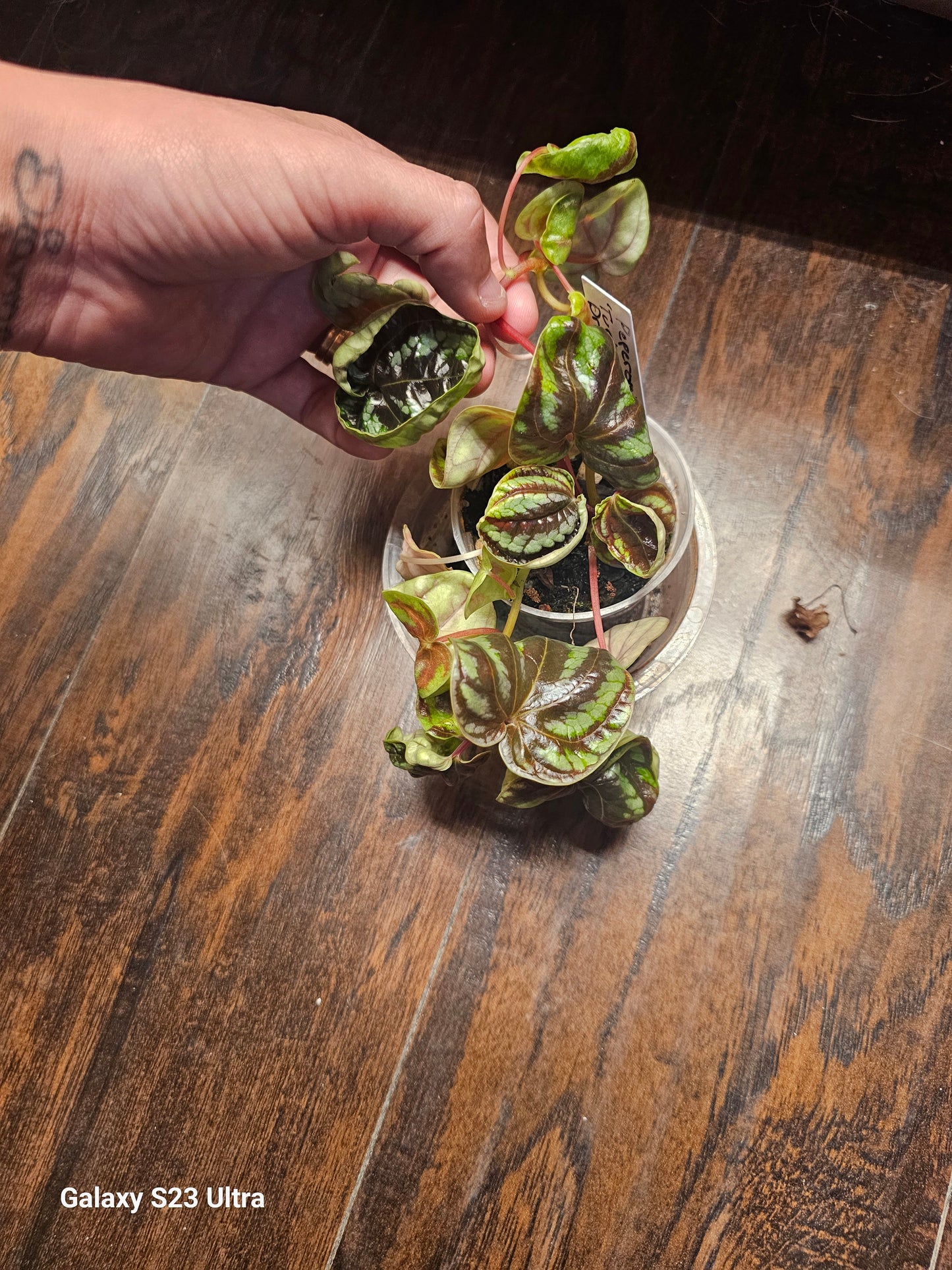 Peperomia Dragon Skin