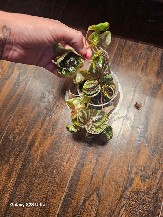 Peperomia Dragon Skin