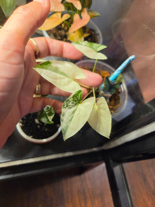 Syngonium Albo