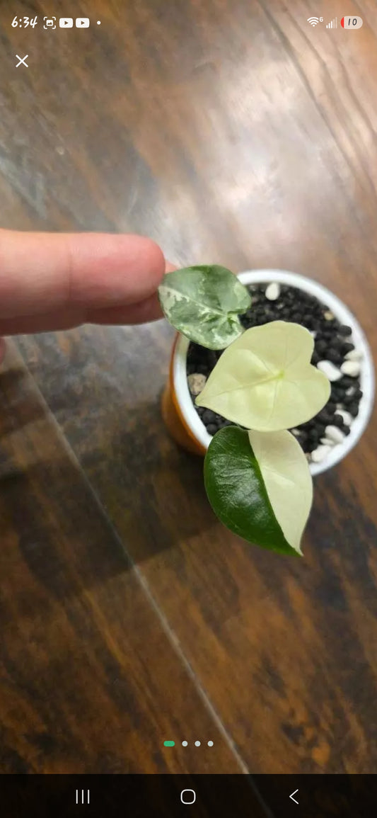 Alocasia Frydrek Albo